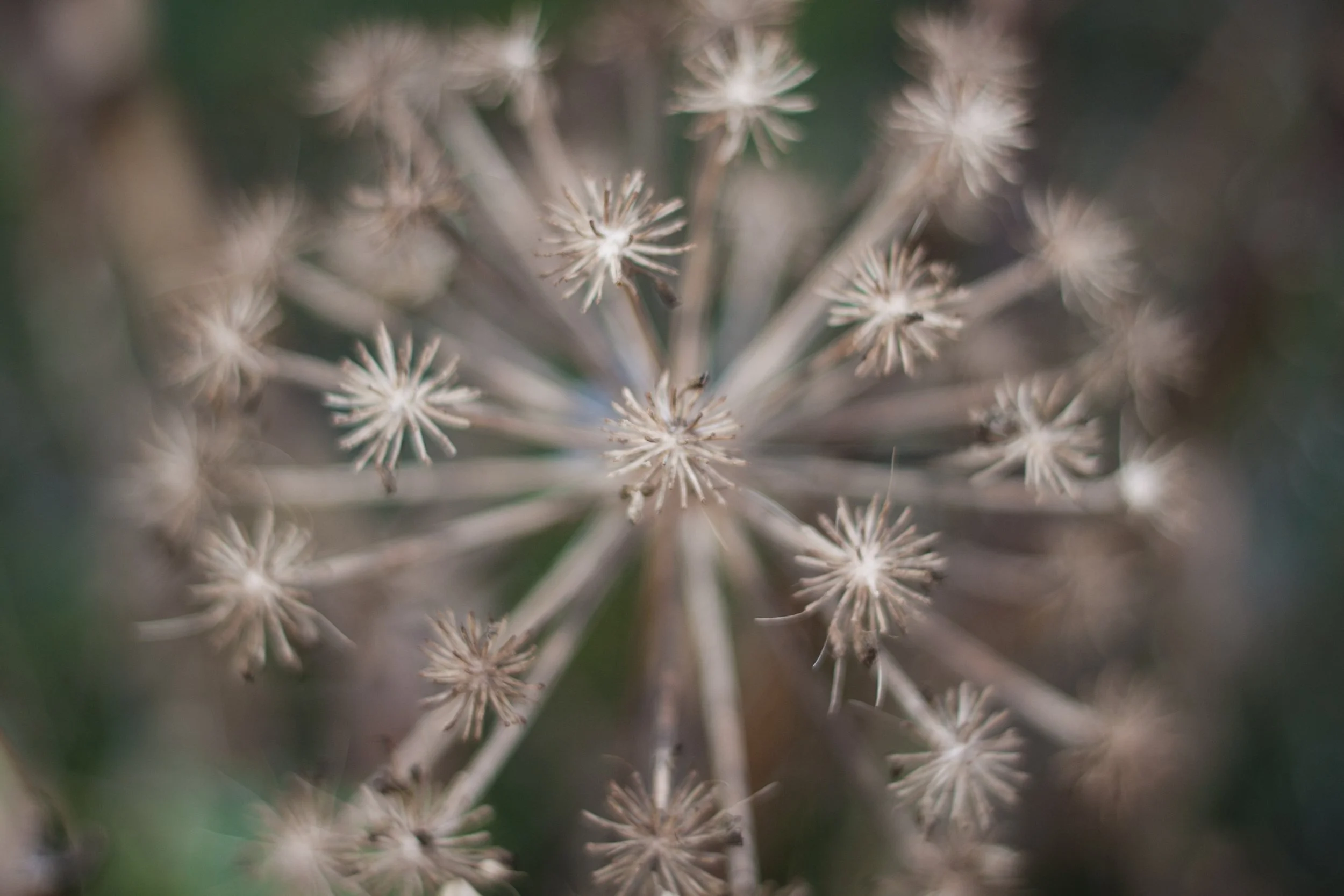 Nahaufnahme einer getrockneten Pflanze mit radial angeordneten, spärlichen Zweigen.