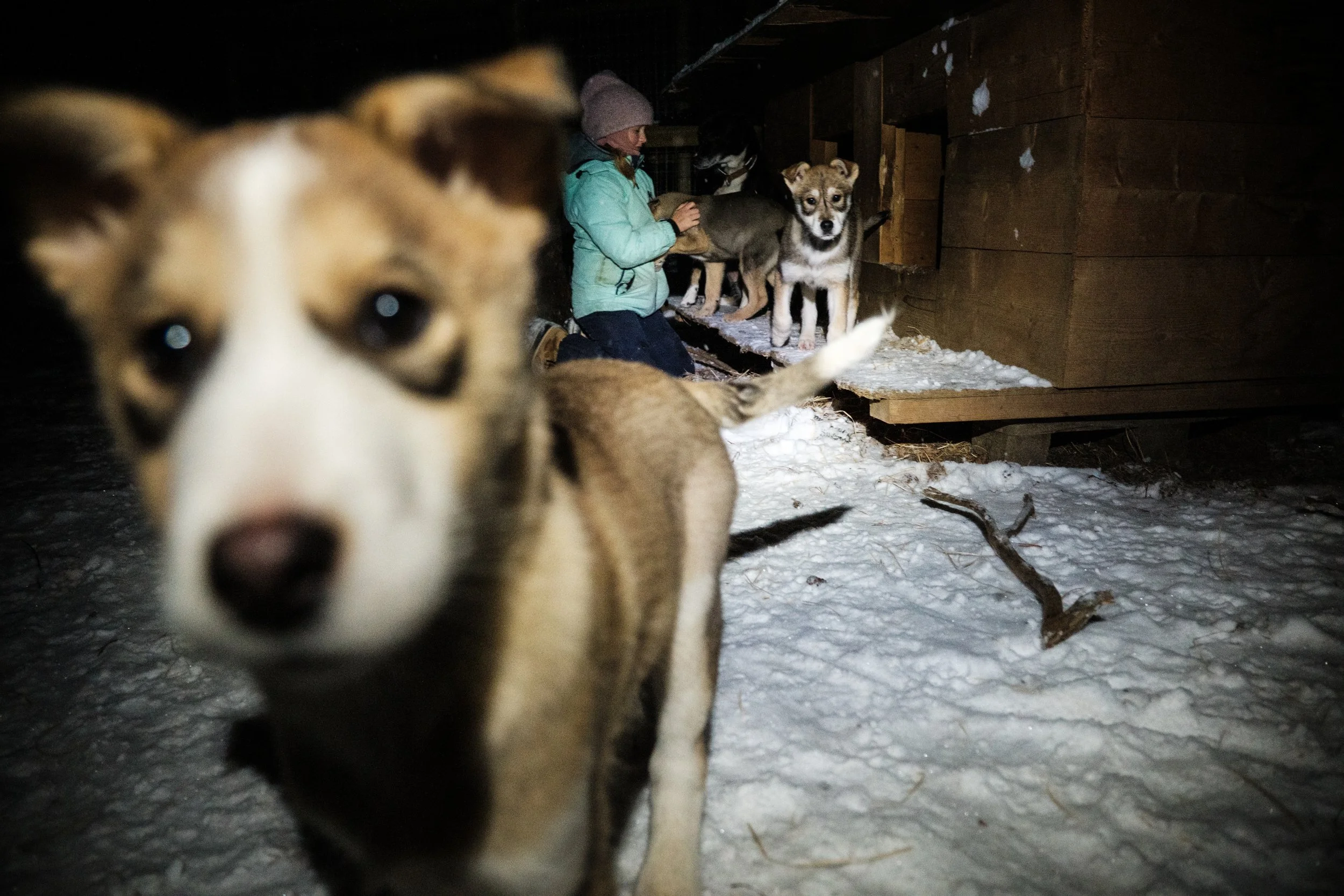 Hundewelpen im Schnee, eine Person kümmert sich um weitere Hunde im Hintergrund in einer Hütte im Dunkeln.