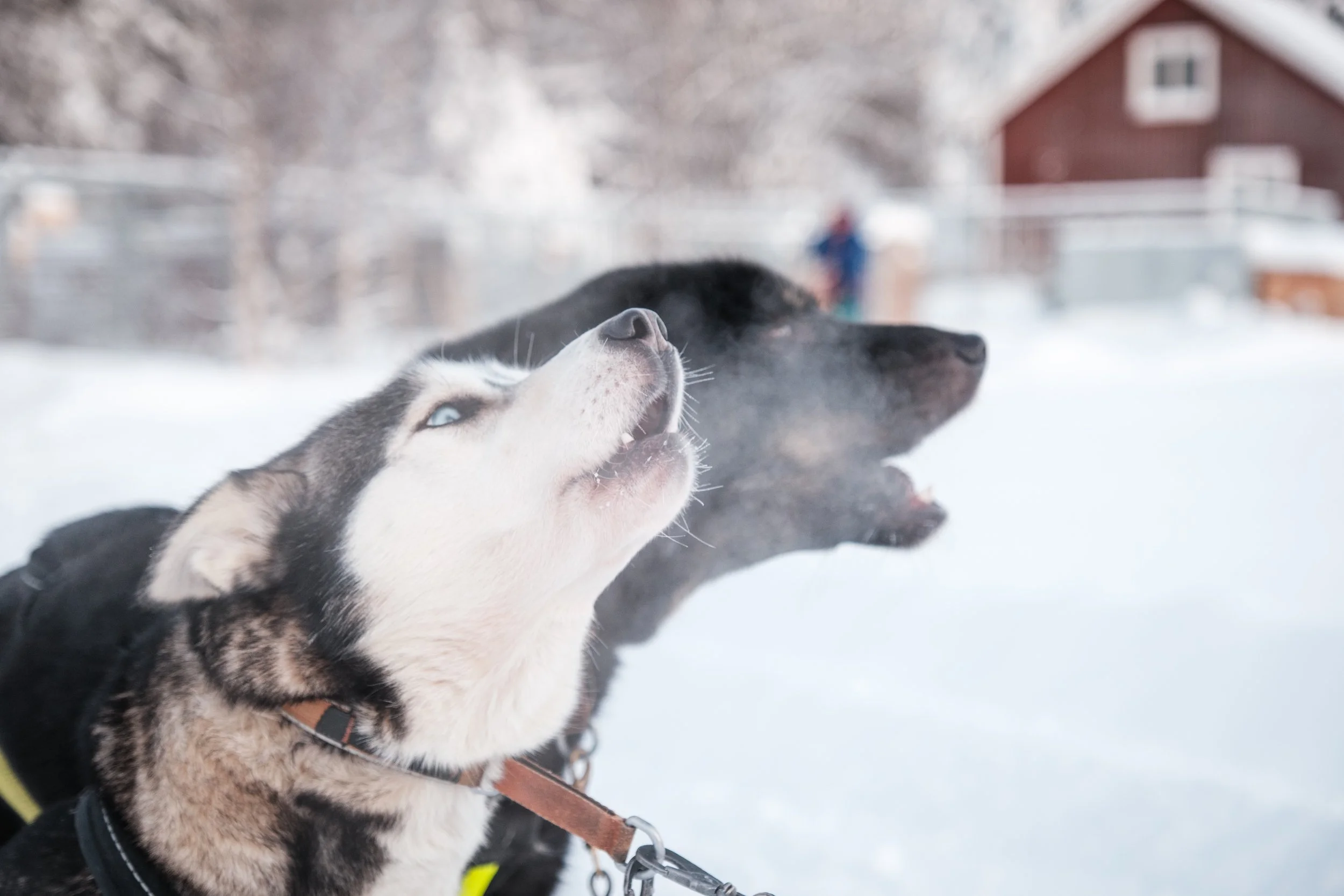 Zwei Huskys in Schneelandschaft, eines niest, das andere hat den Kopf nach oben gerichtet, Hintergründe mit verschneiten Bäumen und Häuser.