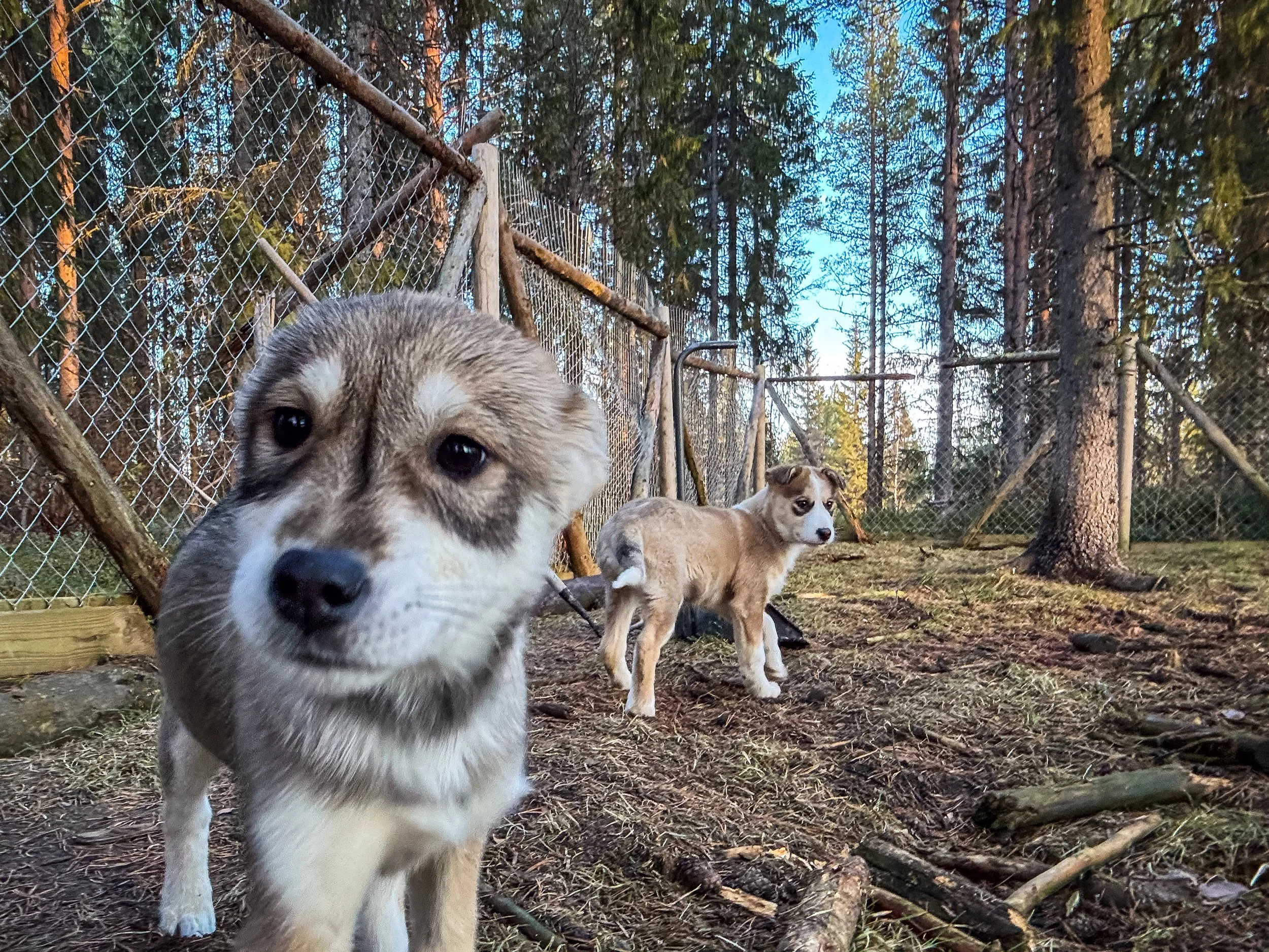 Zwei junge Hunde in einem Wald mit Holzzäunen.