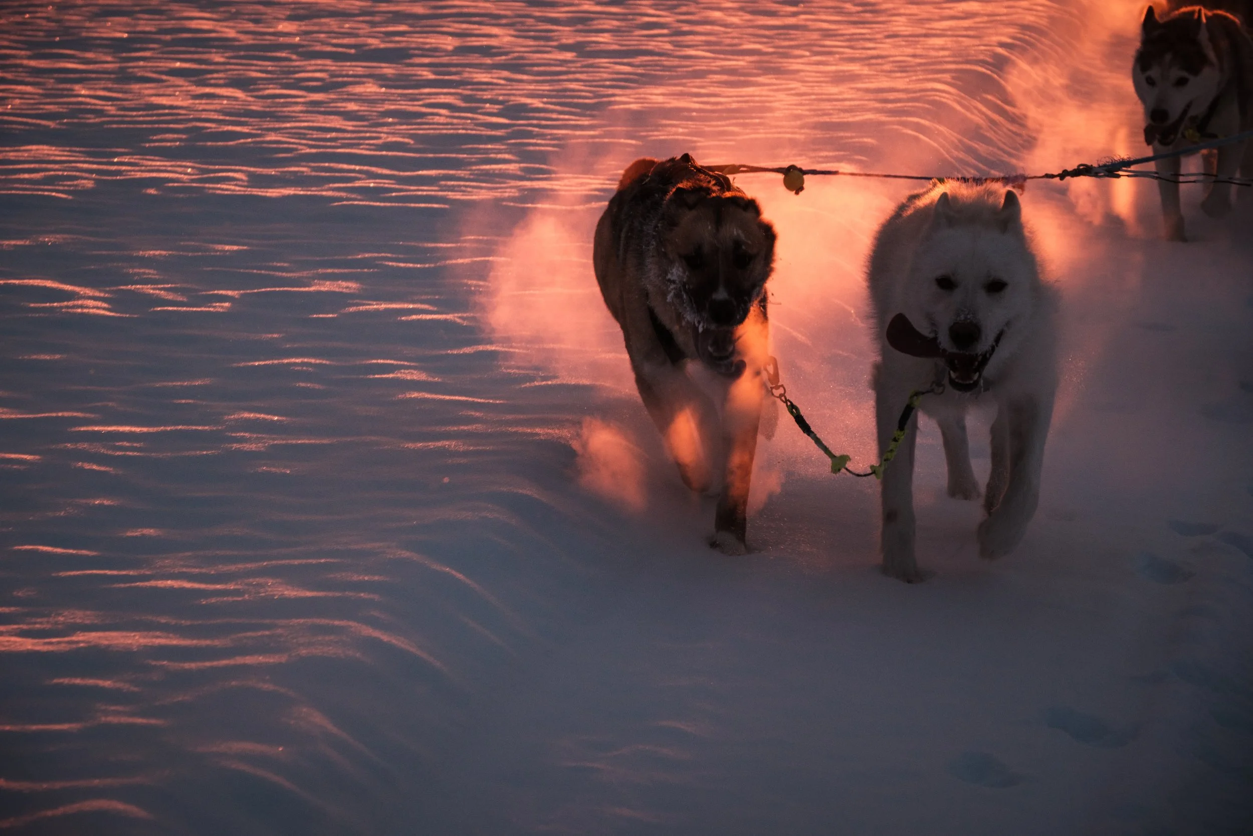 Vier Huskys laufen im Schnee bei Sonnenuntergang, dabei wirbelnder Schnee und warmes Licht