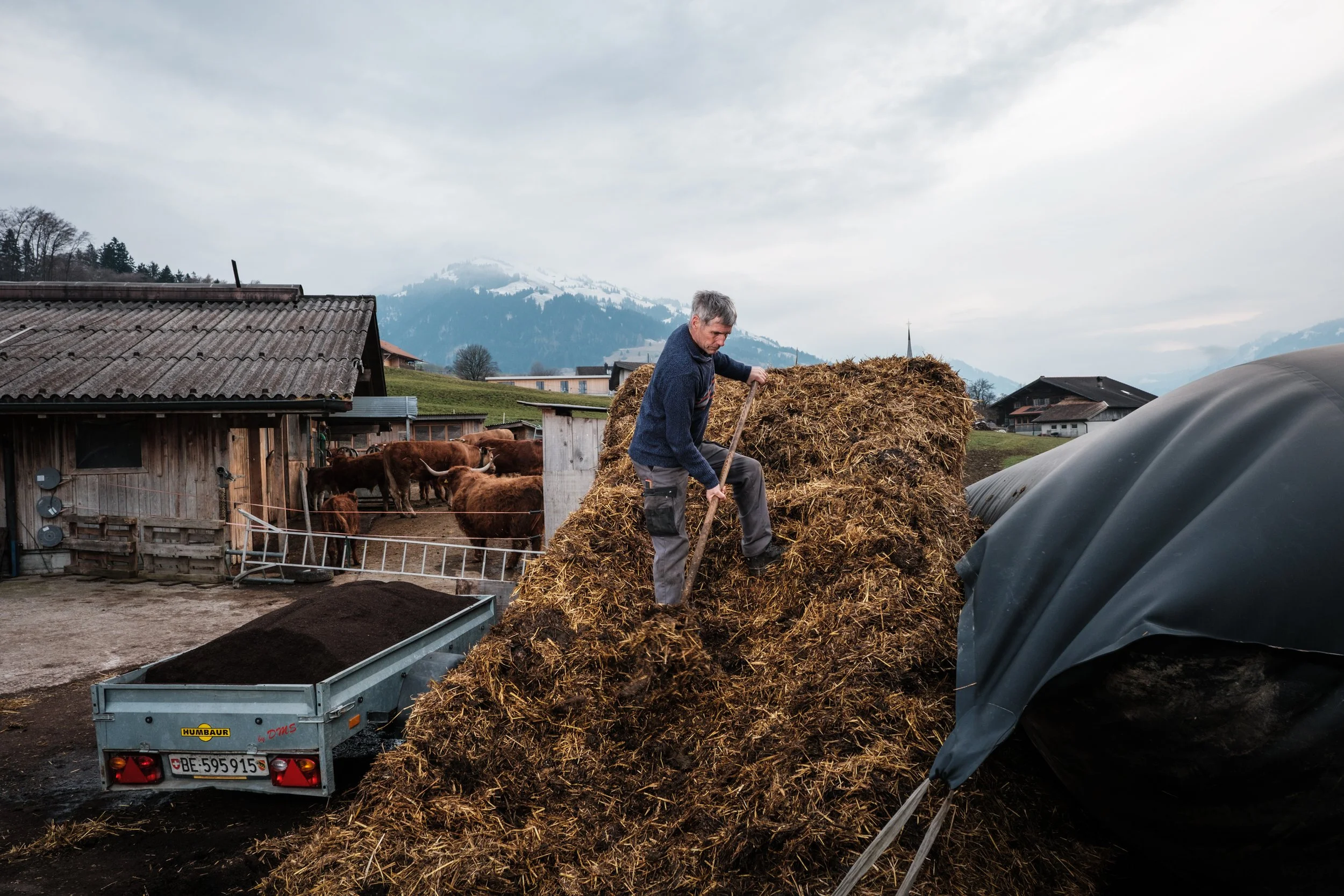 Ein Mann schaufelt Heu auf einer Farm, im Hintergrund sind Kühe und Berge.