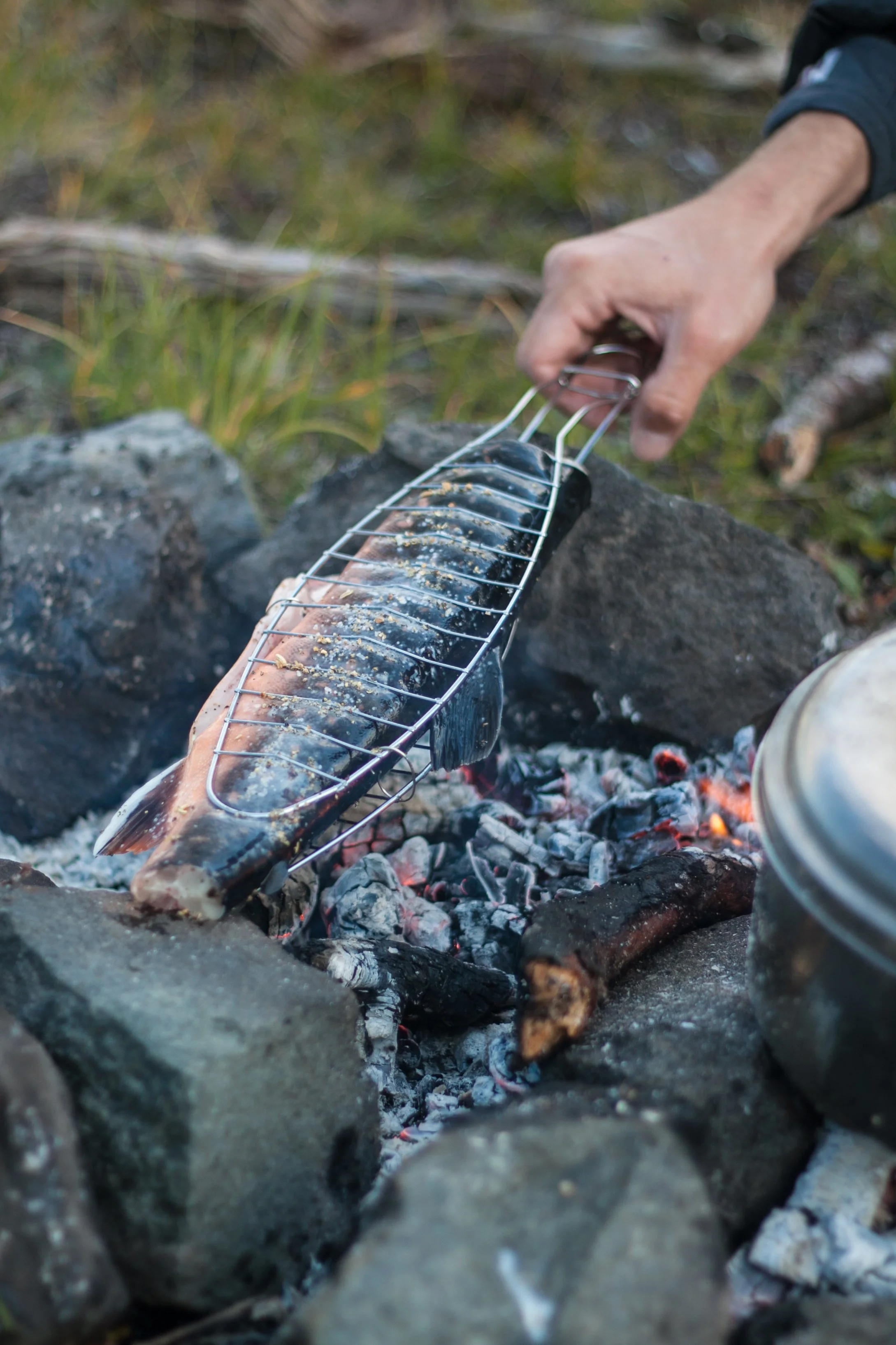 Eine Hand hält einen Fisch mit einer Grillzange über einem offenen Feuer. Der Fisch wird auf einem Rost über den glühenden Kohlen gegrillt.
