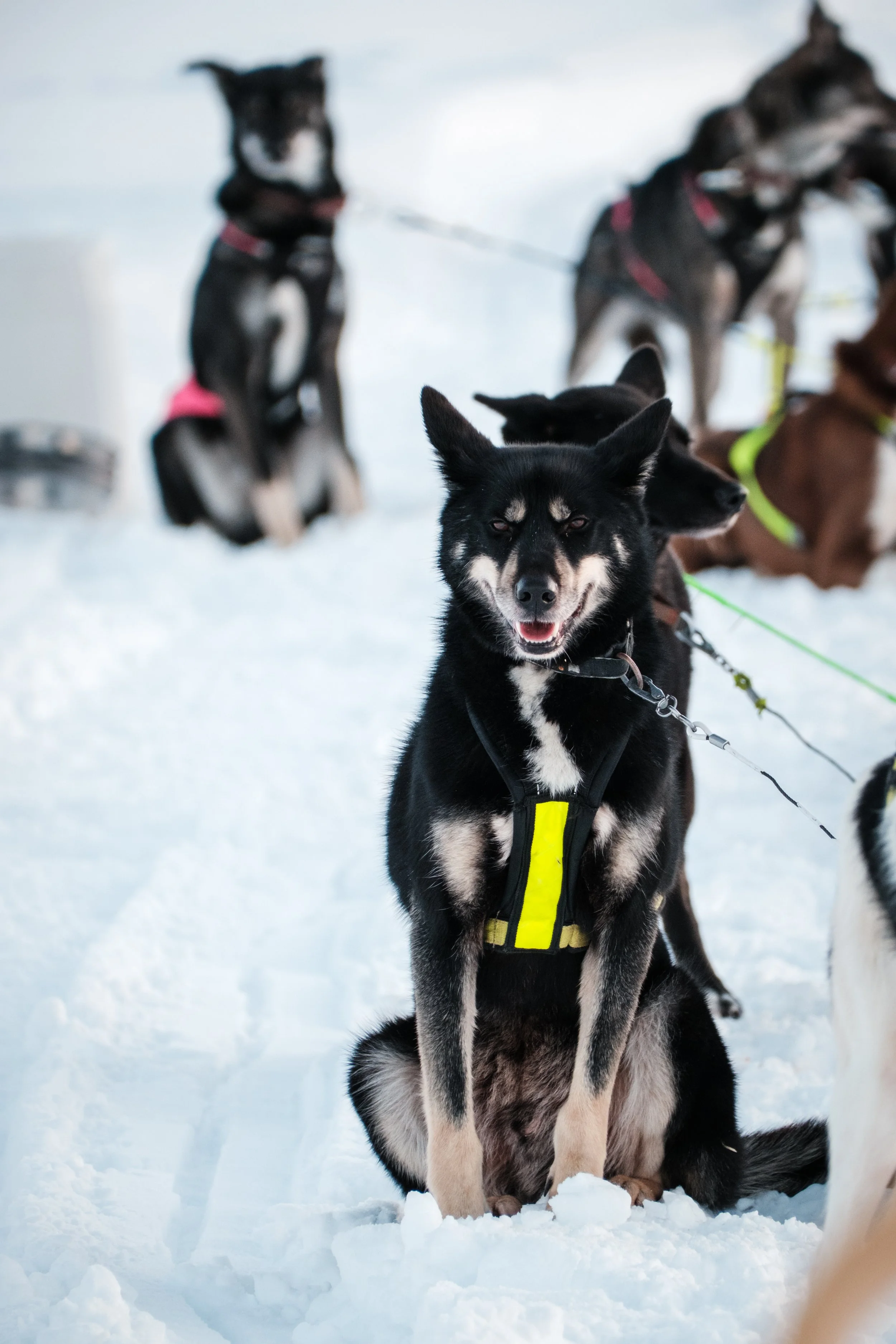 Schlittenhunde, wahrscheinlich Siberian Huskies, sitzen im Schnee, einige tragen reflektierende Westen, im Hintergrund weitere Hunde und Ausrüstung.