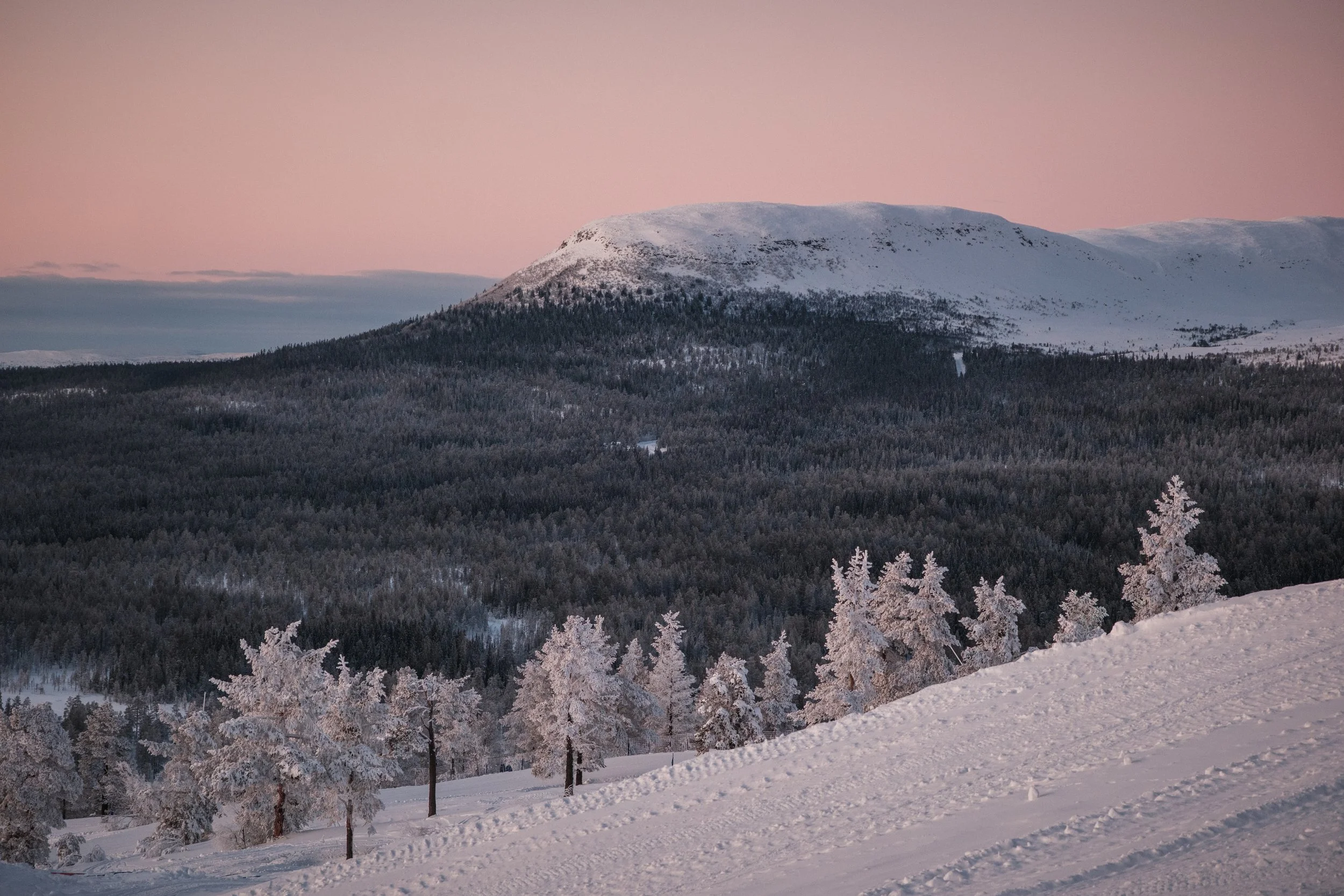 Verschneite Bäume und Berge im Winter unter einem rosa Himmel.