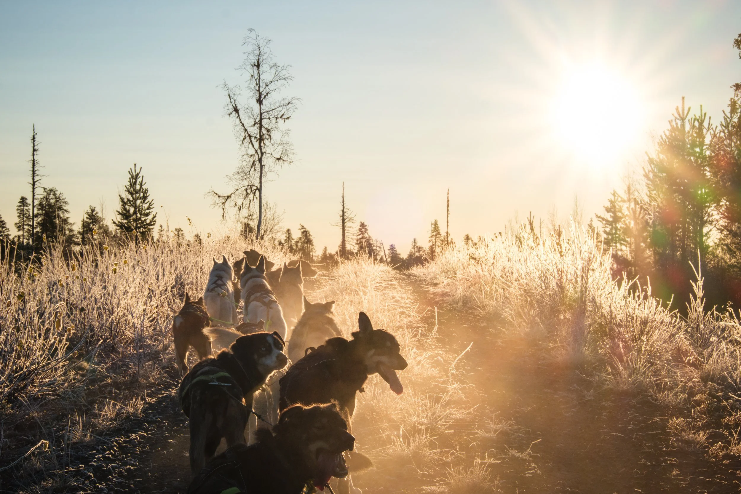 Hunde bei Sonnenaufgang auf einem verschneiten Waldweg.