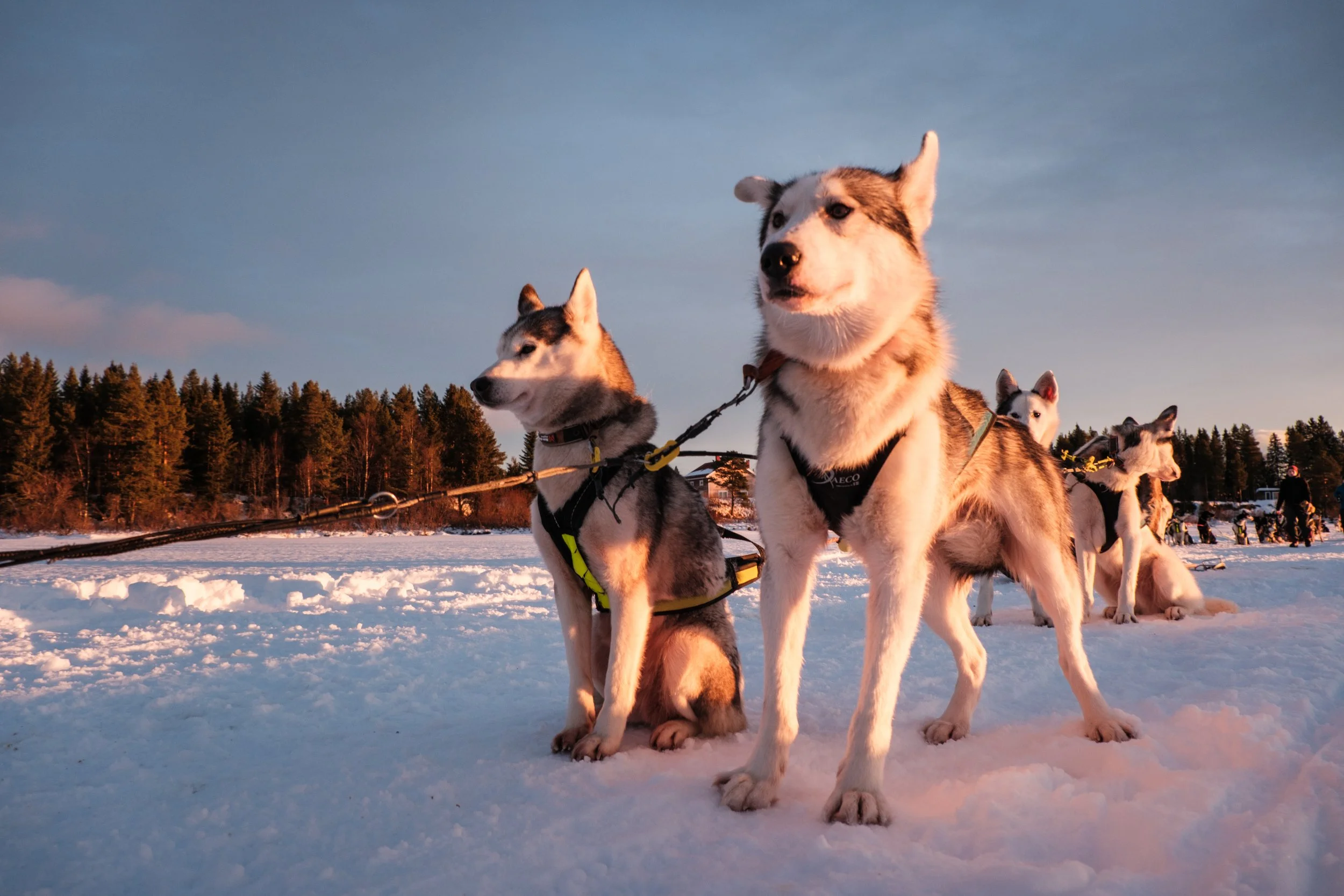 Mehrere Siberian Huskies sitzen im Schnee bei Sonnenuntergang in einer winterlichen Landschaft, mit einer Baumreihe im Hintergrund.