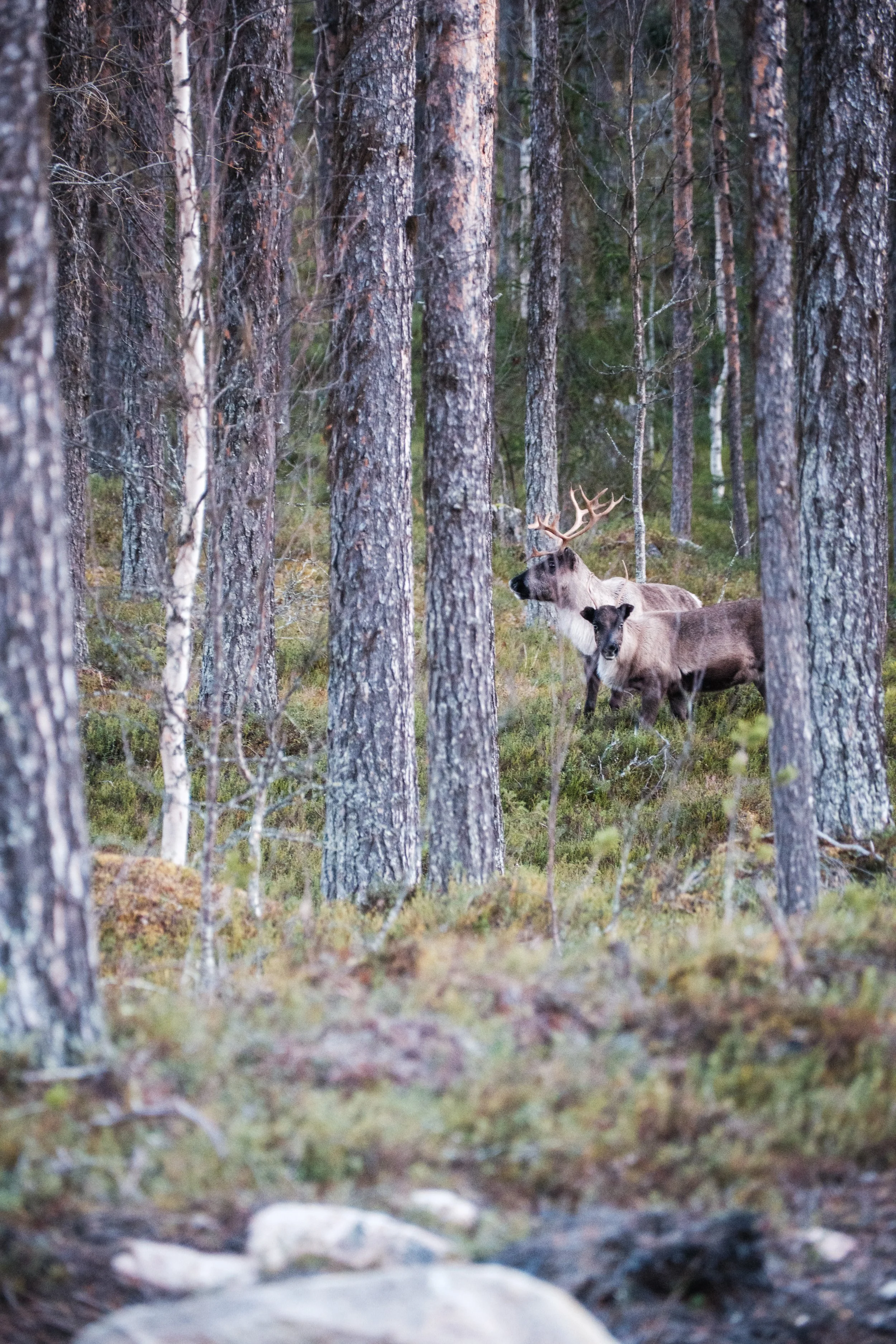 Hirsch und Elch im Wald während der Dämmerung.