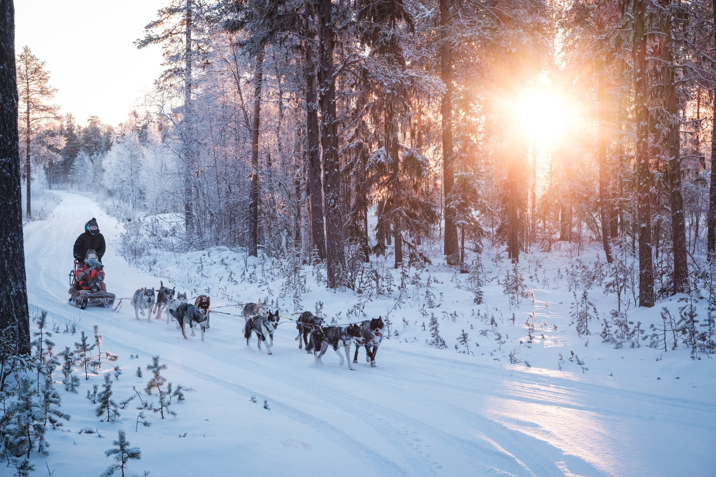 Schlittenfahrt durch einen verschneiten Wald bei Sonnenuntergang, mit einem Hundeschlitten und mehreren Huskys, zwei Personen im Schlitten.